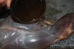 【JACHTMAGNEET / HAGELMAGNEET 】– Jacht Accessoires 2020 – Hagel Verwijderaar – Jagers Cadeau - Wild Magneet -Kampeerclub 1200x800 177